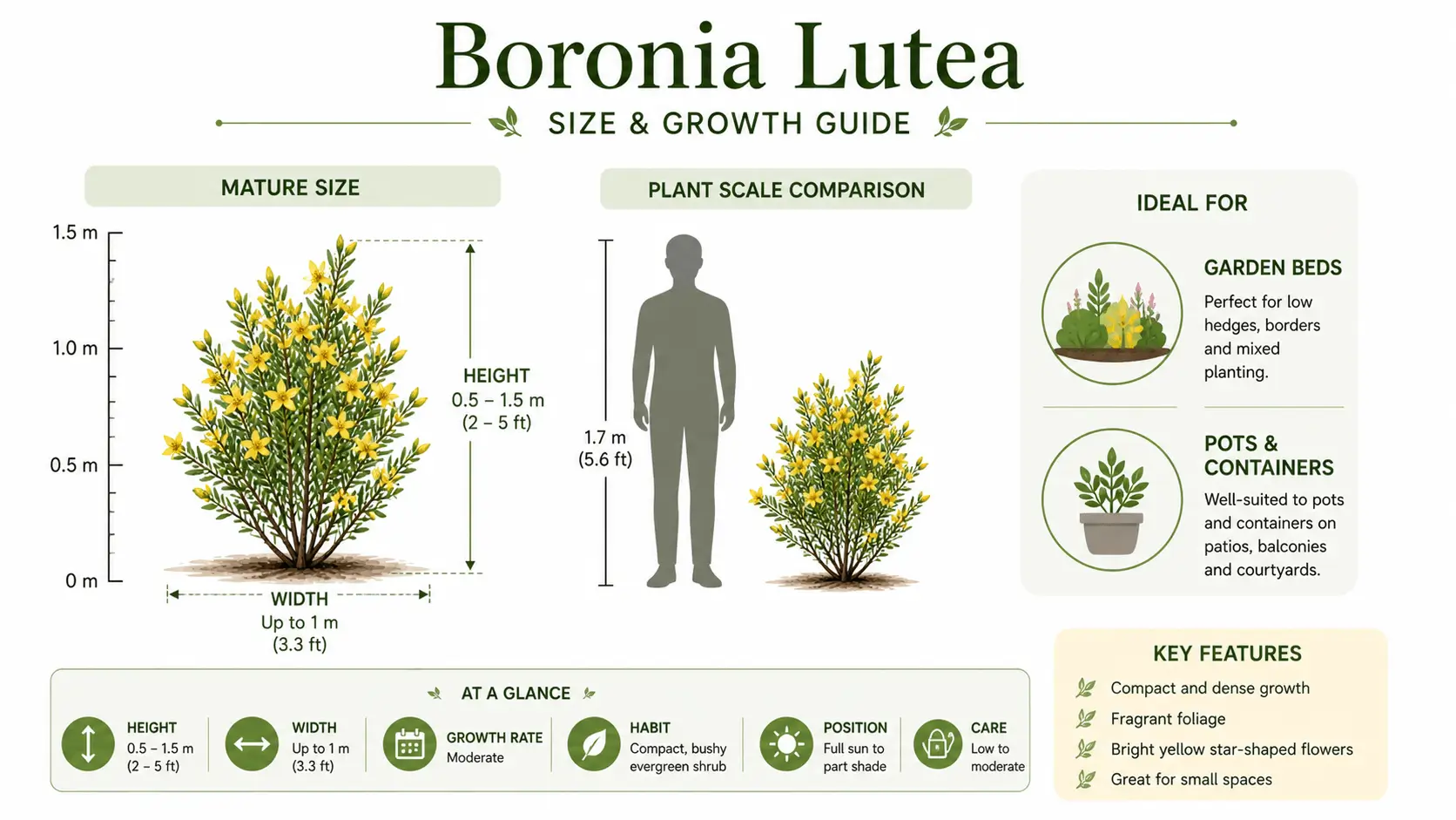 boronia lutea