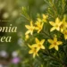 boronia lutea
