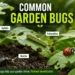 common garden bugs