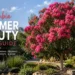 corymbia summer beauty