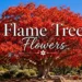 flame tree flowers