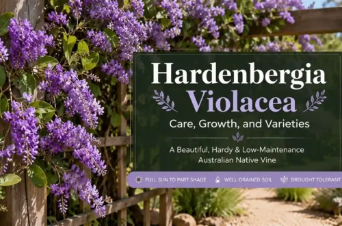 hardenbergia violacea