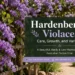 hardenbergia violacea