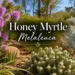 honey myrtle melaleuca
