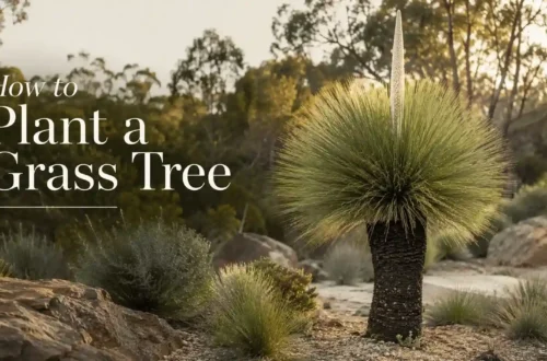 how to plant a grass tree