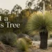 how to plant a grass tree