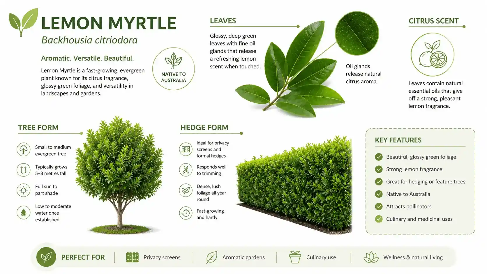 lemon myrtle hedge