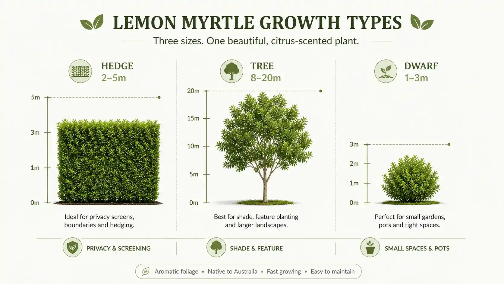 lemon myrtle hedge