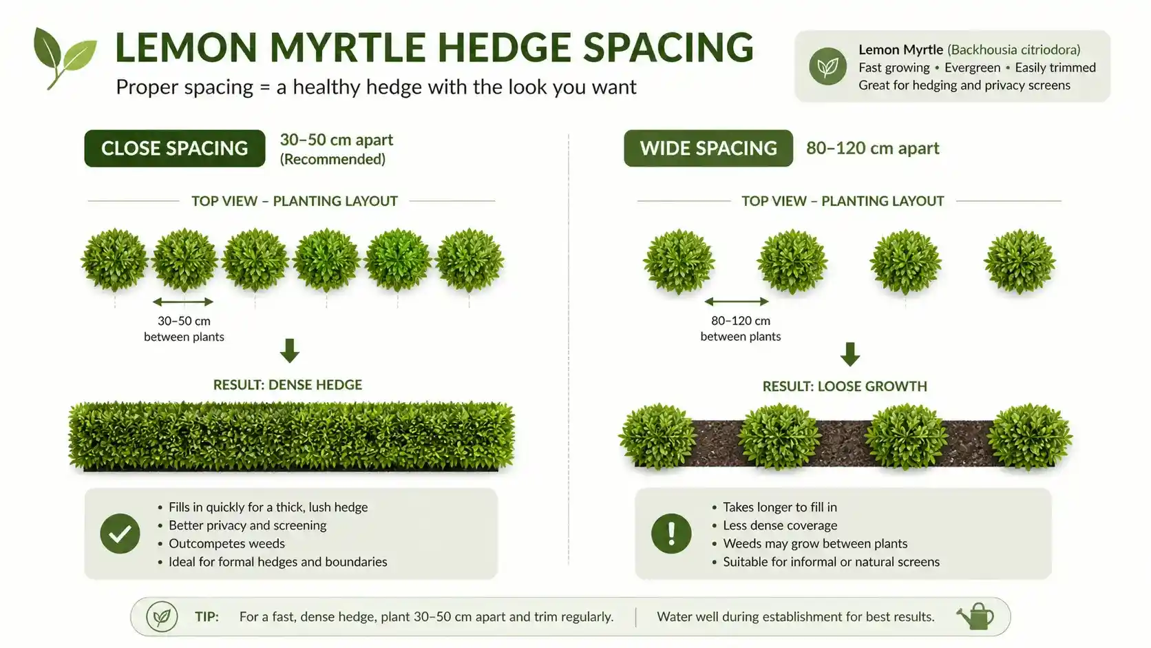 lemon myrtle hedge