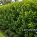 lemon myrtle hedge