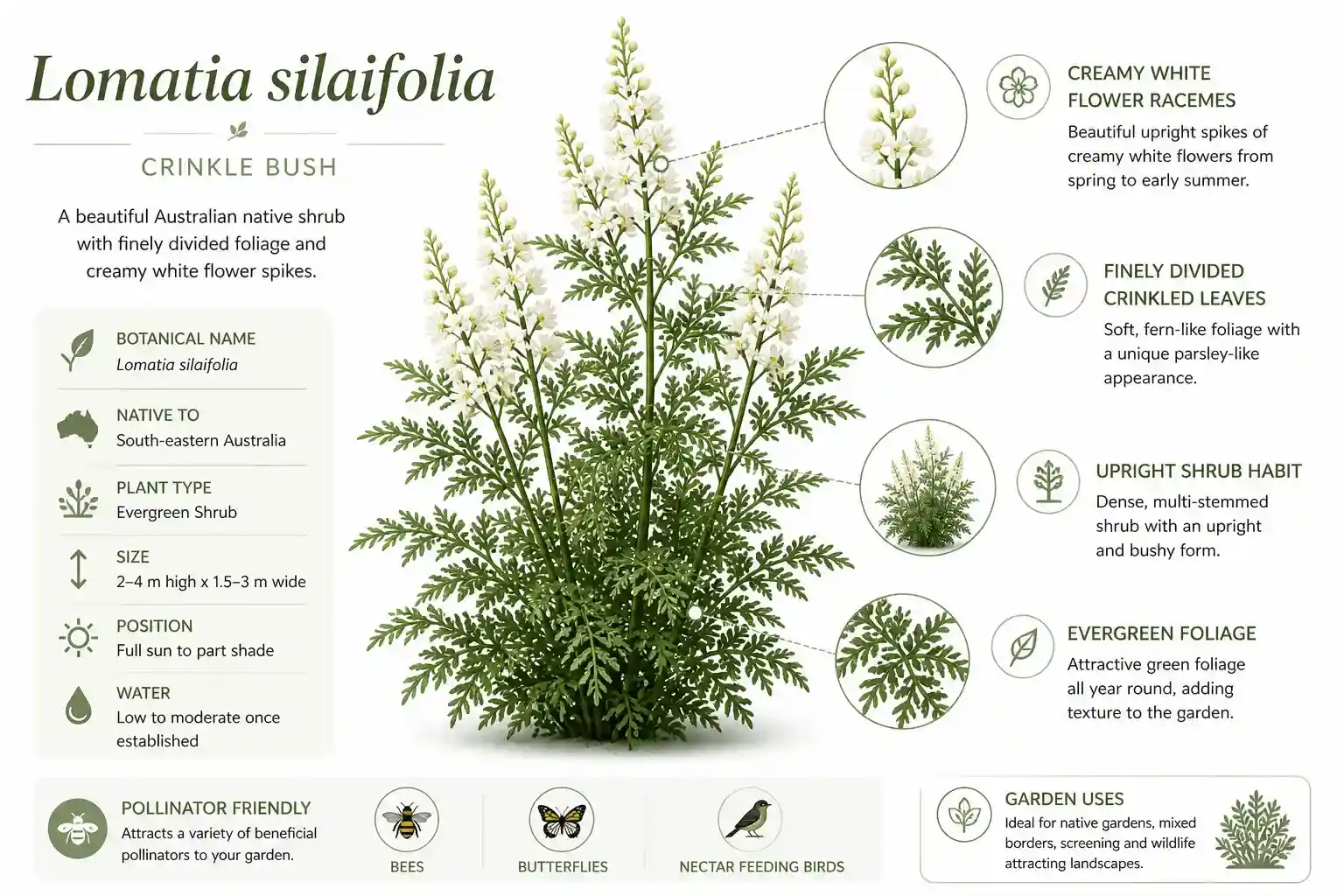 lomatia silaifolia