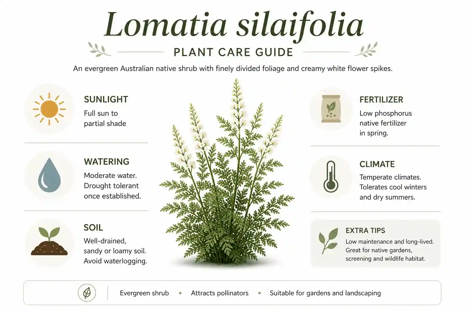 lomatia silaifolia