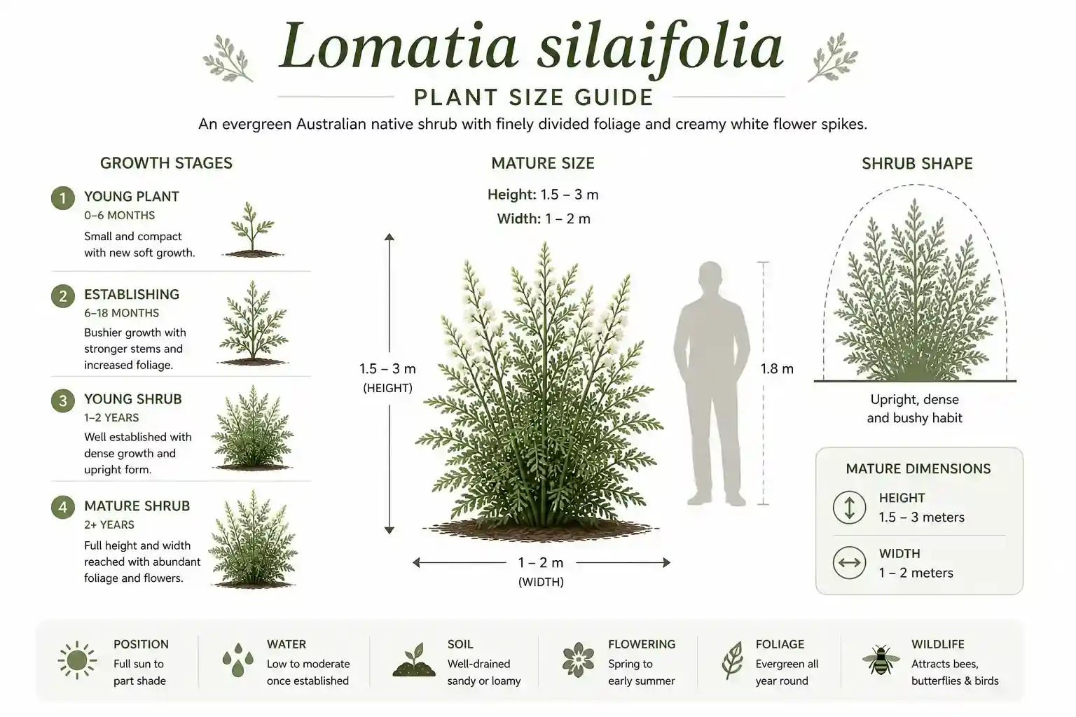 lomatia silaifolia