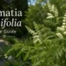 lomatia silaifolia