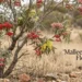 mallee tree flower