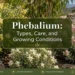 phebalium