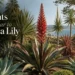 plants similar to gymea lily