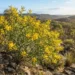 acacia aphylla