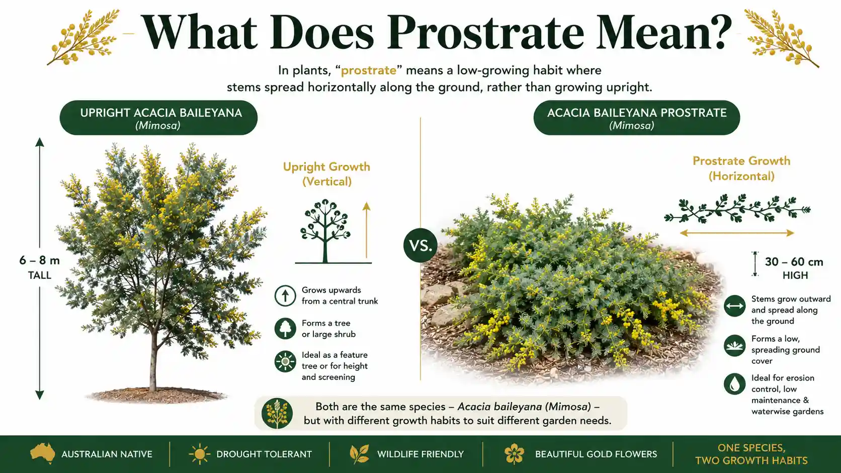acacia baileyana prostrate