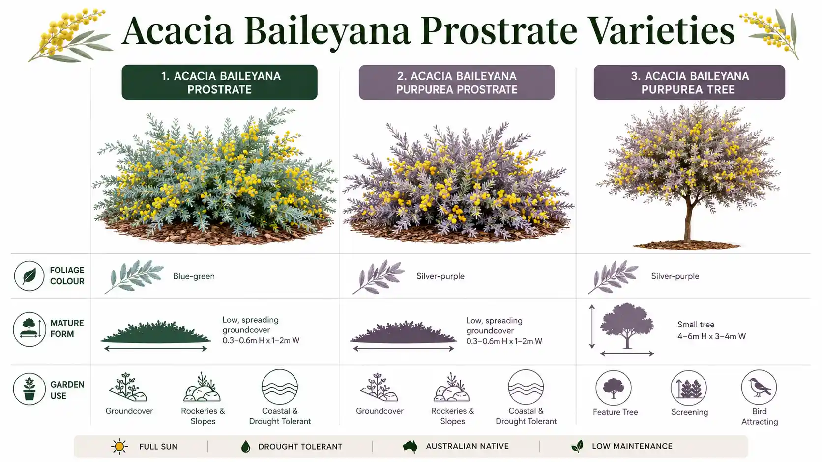 acacia baileyana prostrate