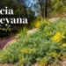 acacia baileyana prostrate