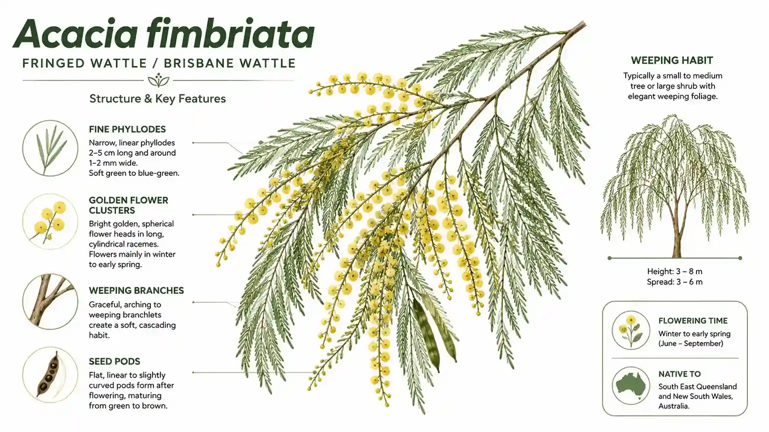 acacia fimbriata