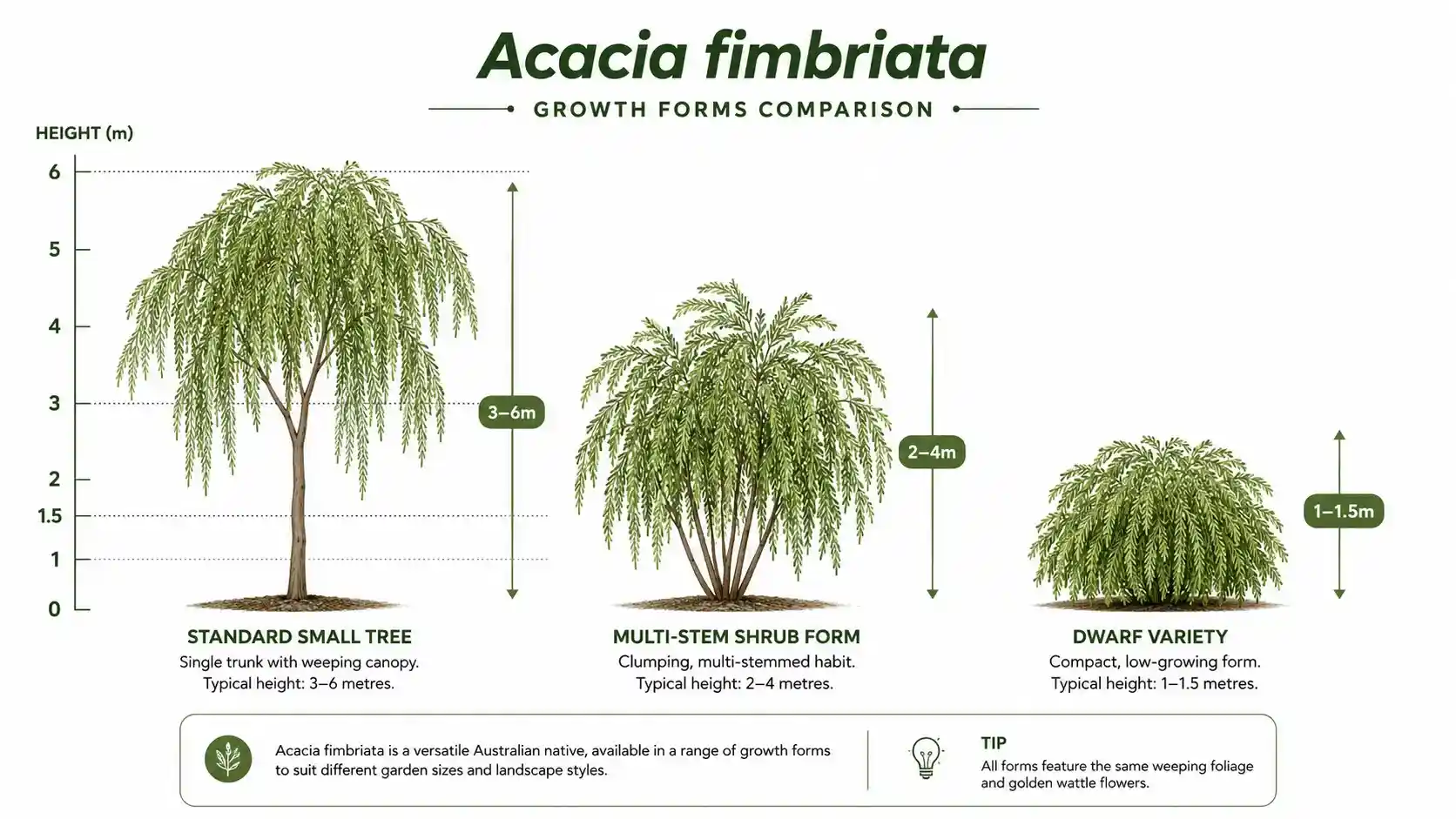 acacia fimbriata