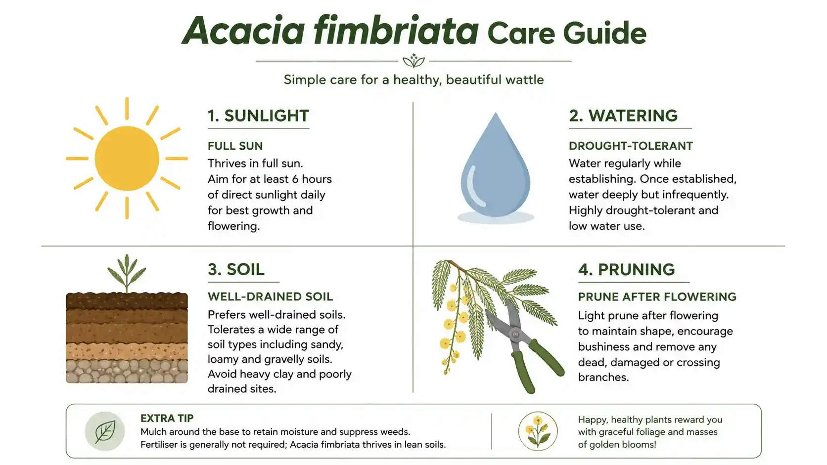 acacia fimbriata