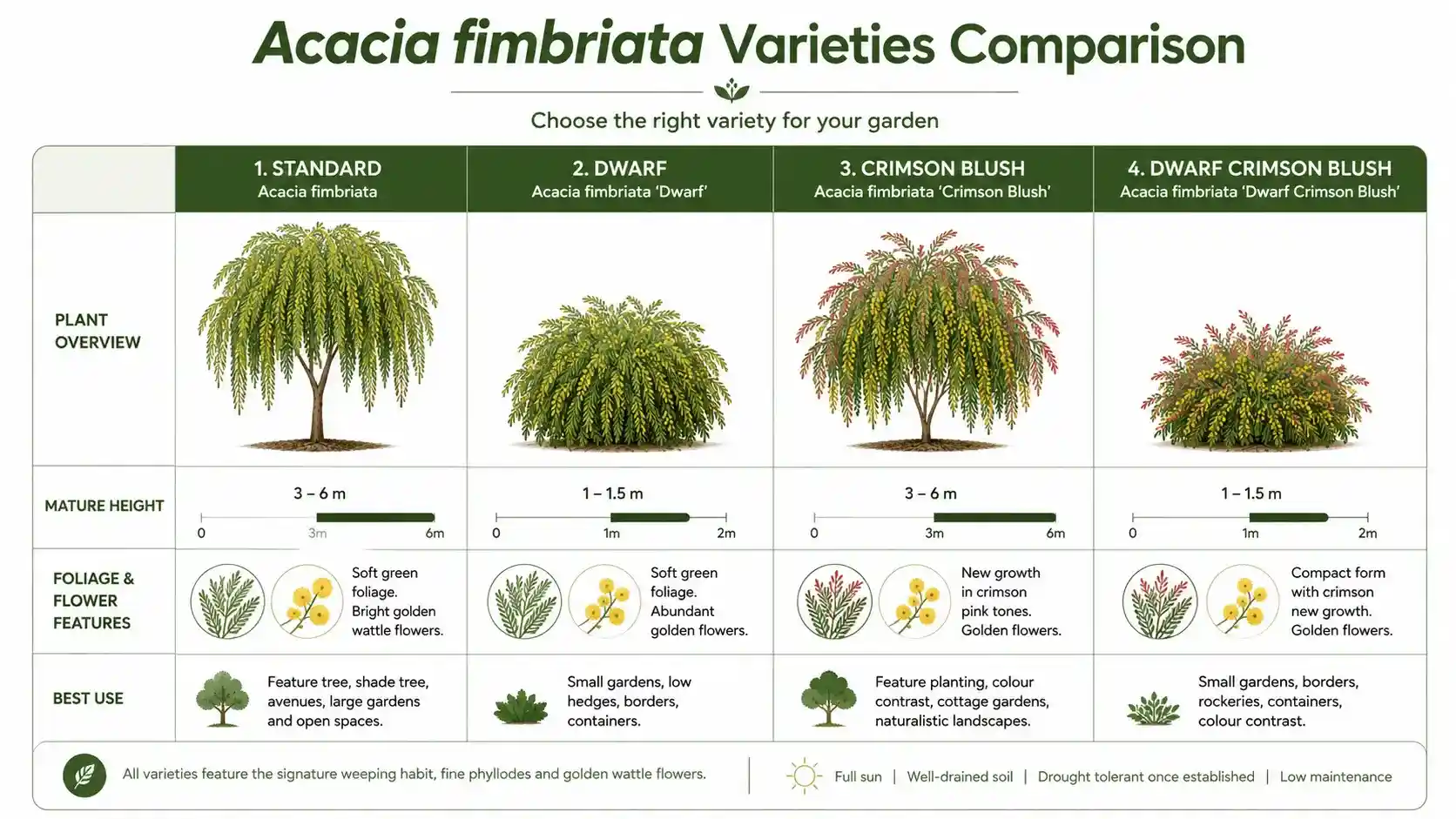 acacia fimbriata