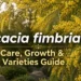 acacia fimbriata