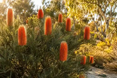 banksia giant candles