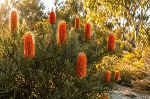 banksia giant candles