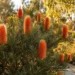 banksia giant candles