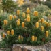 banksia honey pots