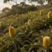 banksia integrifolia roller coaster