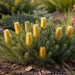 banksia little pal