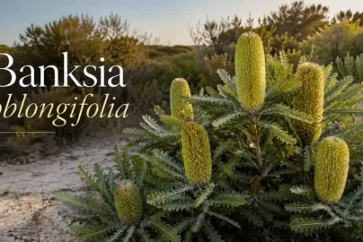 banksia oblongifolia