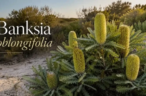 banksia oblongifolia