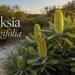 banksia oblongifolia