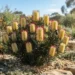 banksia spinulosa cherry candles