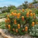 banksia spinulosa stumpy gold