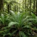 blechnum cartilagineum