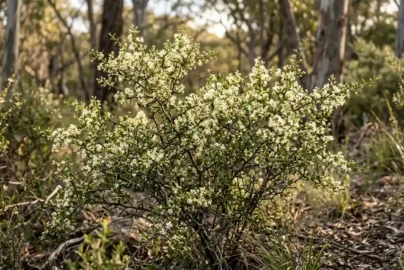 bursaria spinosa