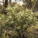 bursaria spinosa