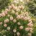 callistemon champagne pink