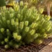 callistemon pinifolius green