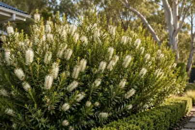 callistemon white anzac
