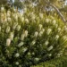 callistemon white anzac