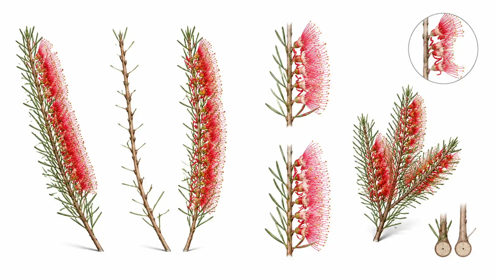 calothamnus quadrifidus