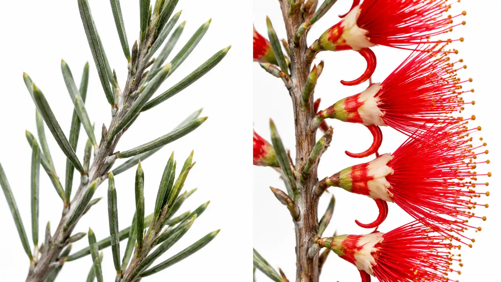 calothamnus quadrifidus